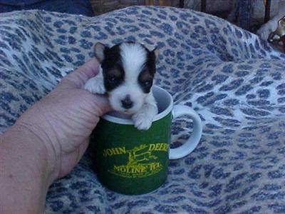 Puppies in TN